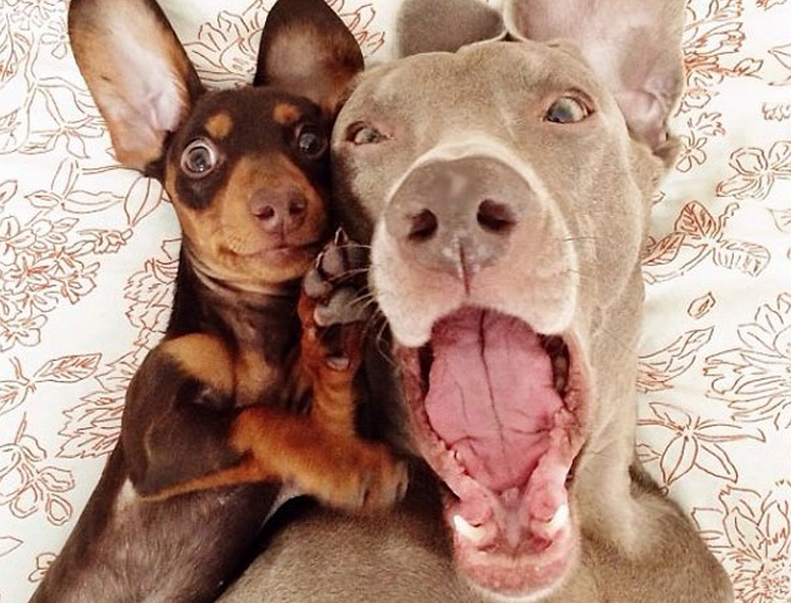 Harlow e Indiana, los dos perros que triunfan en Instagram