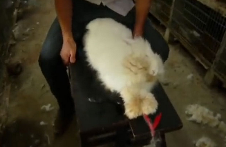 Una investigación revela la crueldad que hay detrás de la industria del pelaje del conejo de angora