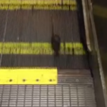 Una rata se queda atrapada en las escaleras mecánicas del metro de San Francisco (Vídeo)