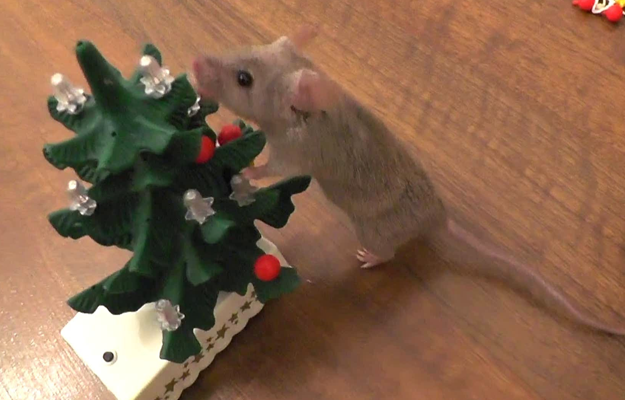 El ratón con más espíritu navideño del mundo