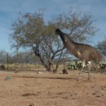 La reacción de unos emúes y avestruces ante la típica comadreja de juguete
