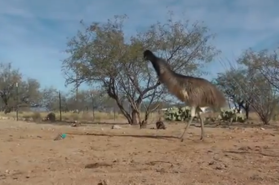 La reacción de unos emúes y avestruces ante la típica comadreja de juguete