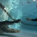 ¿Cómo sacarías un caimán de una piscina?