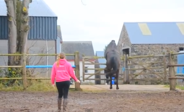 Un caballo intenta un salto imposible