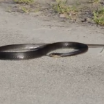 Serpiente teniendo una convulsión