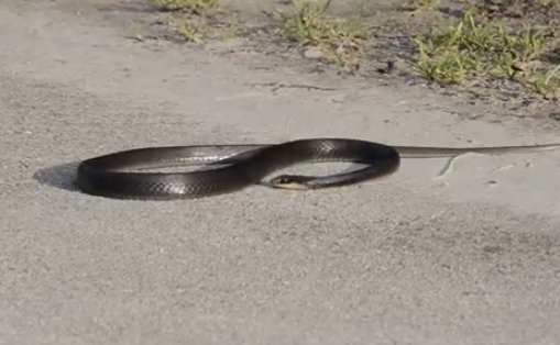 Serpiente teniendo una convulsión