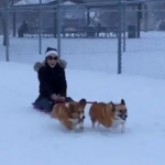 Corgis que se lo pasan en grande tirando del trineo