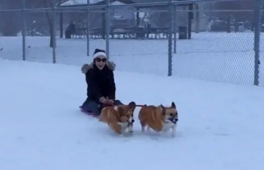 Corgis que se lo pasan en grande tirando del trineo