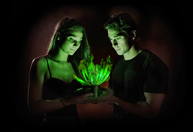 Starlight Avatar: La primera planta bioluminiscente del mundo
