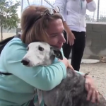 EJEMPLO: Una familia adopta a una galga de 8 años que fue abandonada, está coja y tiene leishmaniosis