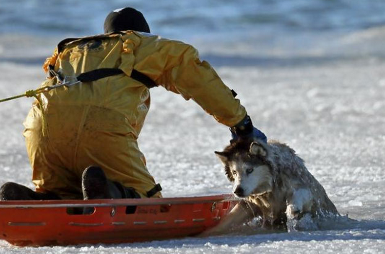 Un bombero arriesga su vida para salvar a un husky de las aguas heladas (Fotos)