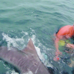 Bucear entre tiburones con ¿una jaula de pájaros?