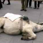 Se desploma un burro en una 'atracción' de feria en la plaza del Pilar de Zaragoza (vídeo)