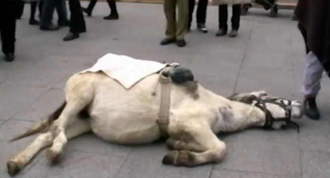 Se desploma un burro en una 'atracción' de feria en la plaza del Pilar de Zaragoza (vídeo)
