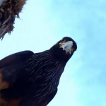 Un caracara estriado roba una cámara en forma de huevo y graba a una colonia de pingüinos