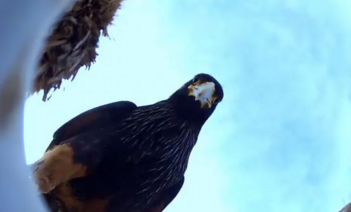 Un caracara estriado roba una cámara en forma de huevo y graba a una colonia de pingüinos