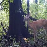 ¿Qué hace Bambi cuando no lo ve nadie?