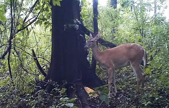 ¿Qué hace Bambi cuando no lo ve nadie?