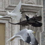 Una gaviota y un cuervo atacan a las palomas de la paz del Papa Francisco