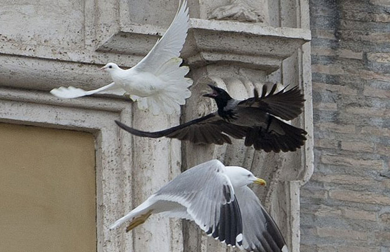 Una gaviota y un cuervo atacan a las palomas de la paz del Papa Francisco