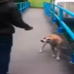 Un estudiante lanza de una patada a un perro desde un puente