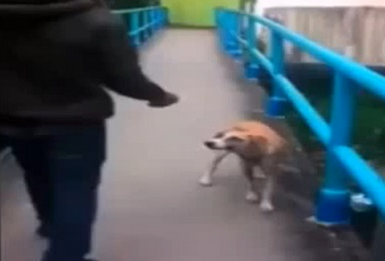 Un estudiante lanza de una patada a un perro desde un puente