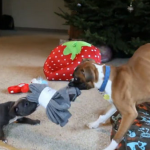 Duncan Lou, el perro de dos patas, discute por un regalo de Navidad con un cachorro que nació con el síndrome de nadador