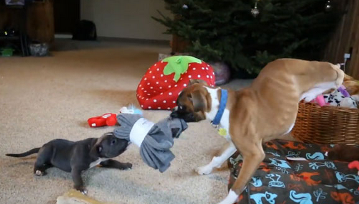 Duncan Lou, el perro de dos patas, discute por un regalo de Navidad con un cachorro que nació con el síndrome de nadador