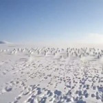 Increíble estampida de conejos polares en la esta rusa