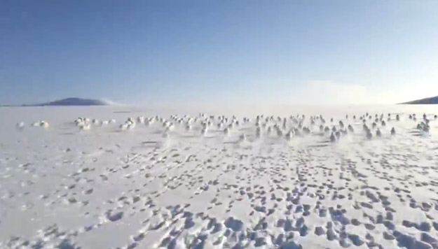 Increíble estampida de conejos polares en la esta rusa