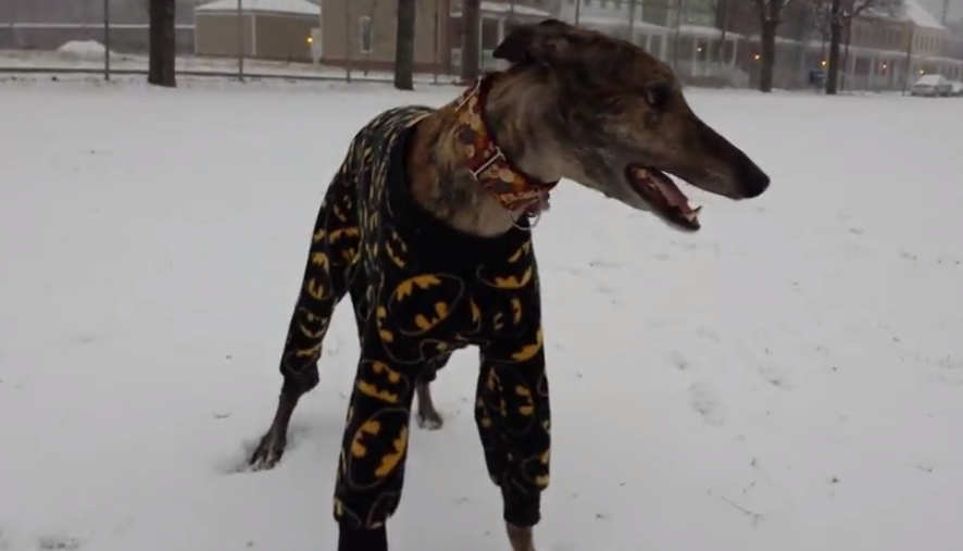 Galgo feliz corriendo por la nieve con su pijama de Batman