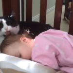 Gato limpiando la cabeza de la niña pequeña