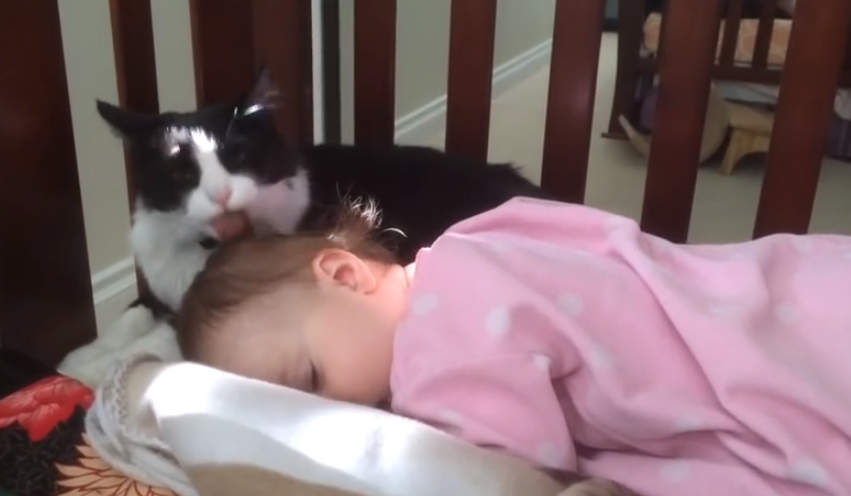 Gato limpiando la cabeza de la niña pequeña