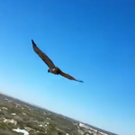 Momento en el que un halcón atacó a un hombre que trabajaba en una antena de telefonía móvil