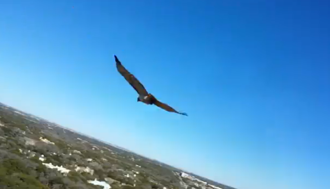 Momento en el que un halcón atacó a un hombre que trabajaba en una antena de telefonía móvil