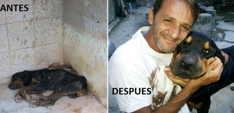 La historia de Ayron, un perro gravemente herido que volvió a la vida gracias a la ayuda de un hombre