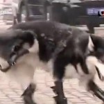 Un husky vuelve a caminar después de perder sus cuatro patas al ser maltratado