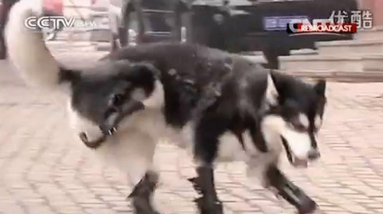 Un husky vuelve a caminar después de perder sus cuatro patas al ser maltratado