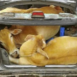 Unos ladrones meten 4 vacas en el maletero de un coche y las dejan abandonadas por una avería en el vehículo