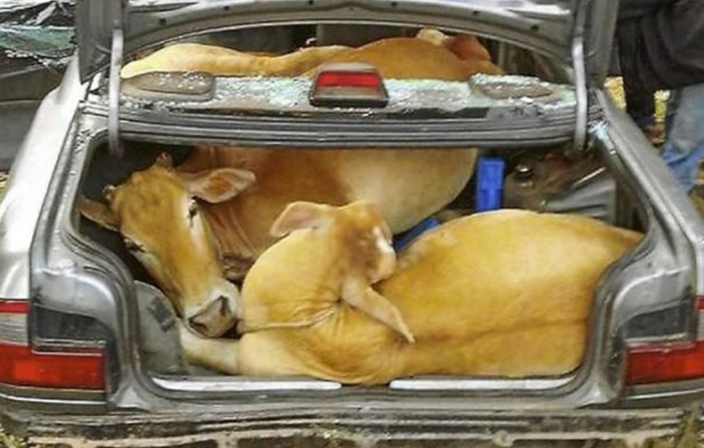Unos ladrones meten 4 vacas en el maletero de un coche y las dejan abandonadas por una avería en el vehículo