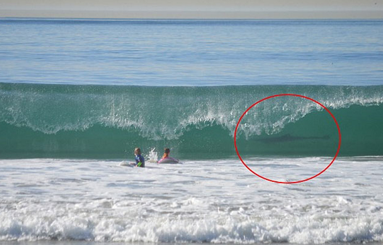 Una mujer fotografió a su hijo de 12 años mientras hacía surf y justo por detrás pasaba un gran tiburón blanco