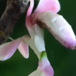 Hymenopus coronatus, una ''flor'' terrorífica