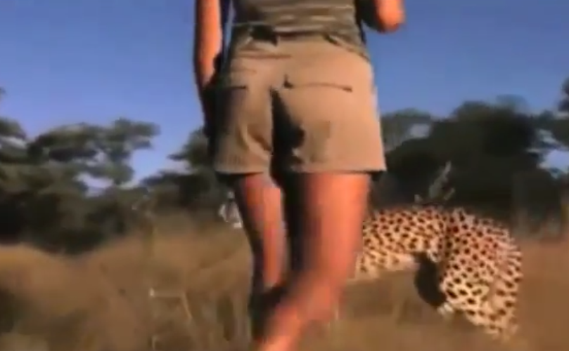 Mujeres caminando entre leones y guepardos en África