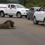 Niños jugándosela al grabar a dos leones por fuera de la ventanilla del coche