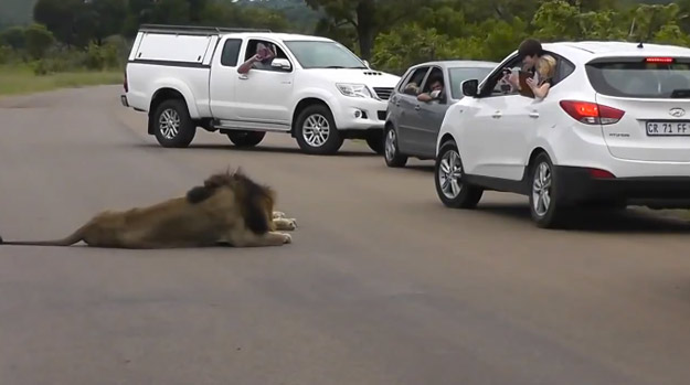 Niños jugándosela al grabar a dos leones por fuera de la ventanilla del coche