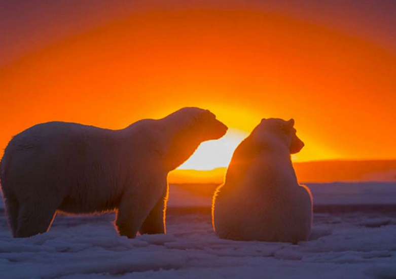 Increíble fotografías: Osos polares + atardecer