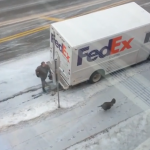 Un pavo salvaje la toma con un conductor de UPS