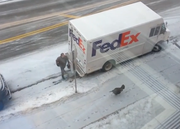 Un pavo salvaje la toma con un conductor de UPS