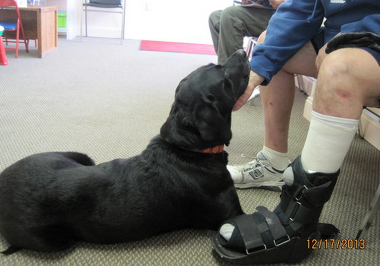 Una perra con tres patas consuela a los pacientes que tienen que amputarle algún miembro del cuerpo