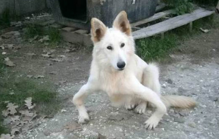 Un perro abandonado con las patas torcidas consigue una segunda oportunidad y vuelve a caminar